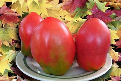 tomatoes and leaves