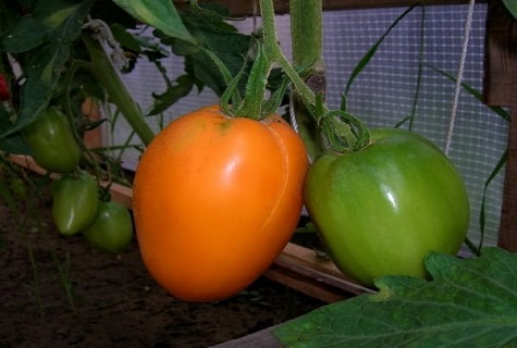 tomates em uma estufa