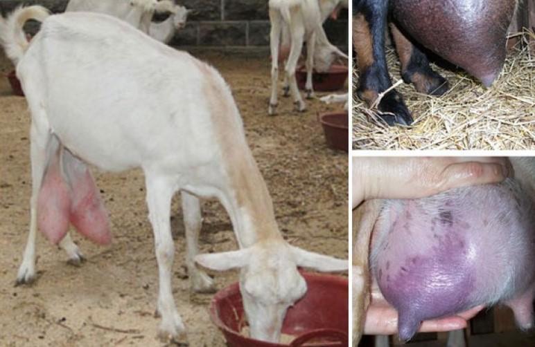 mastitis en una cabra