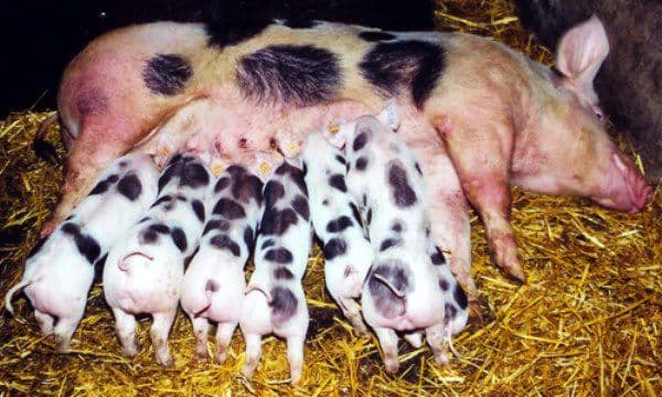 viele Schweine