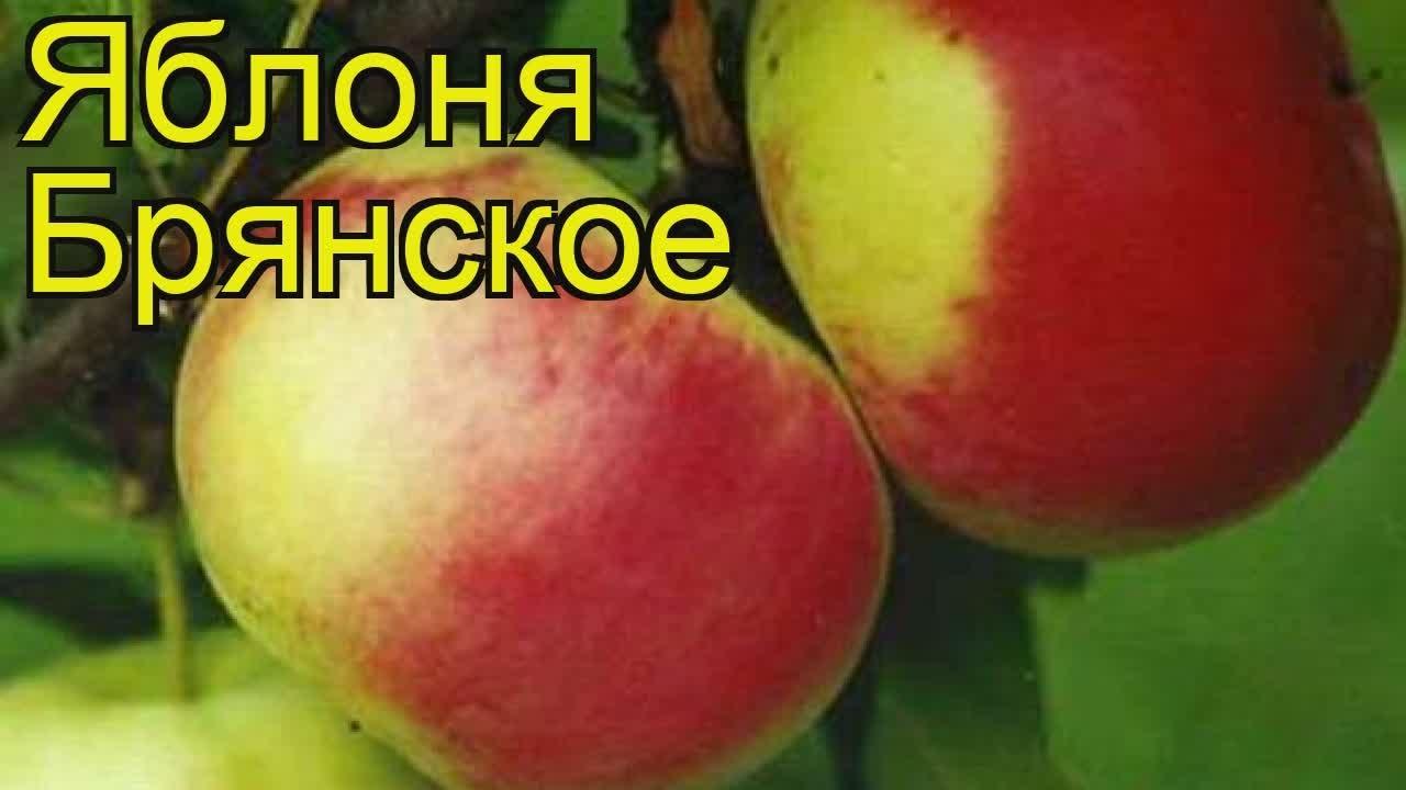 jabloň Bryansk