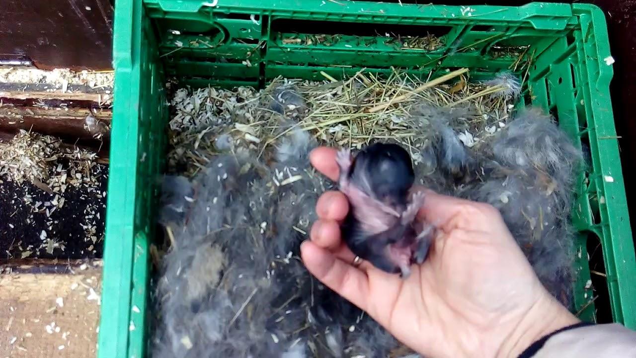 giving birth to a female rabbit