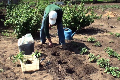 plantar tomàquets a terra