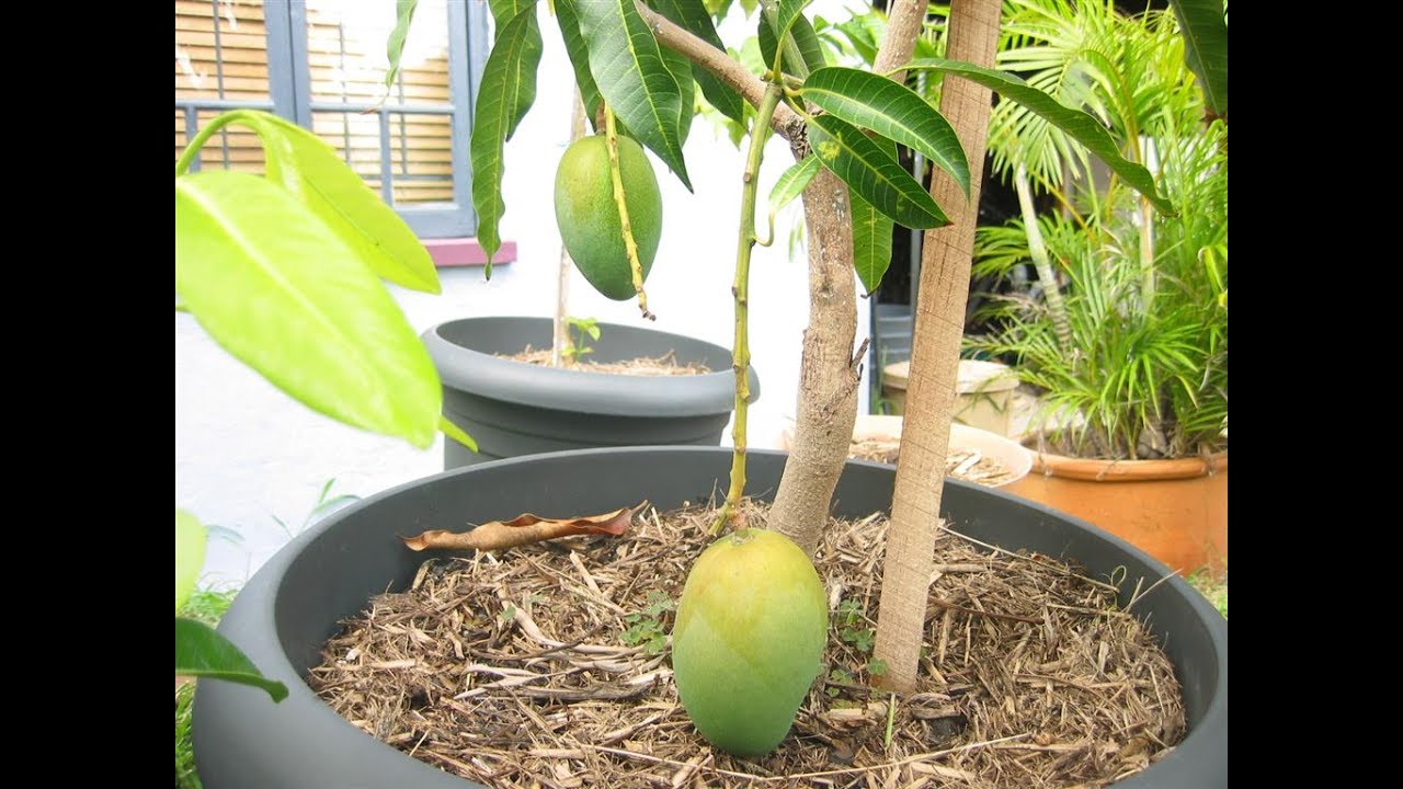 growing mango