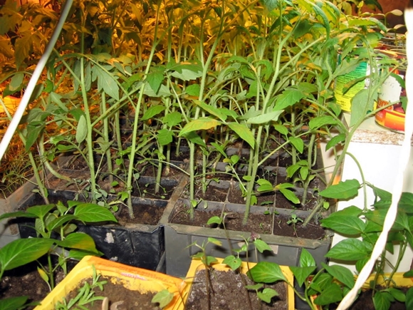 Tomatensetzlinge ausgestreckt in Töpfen