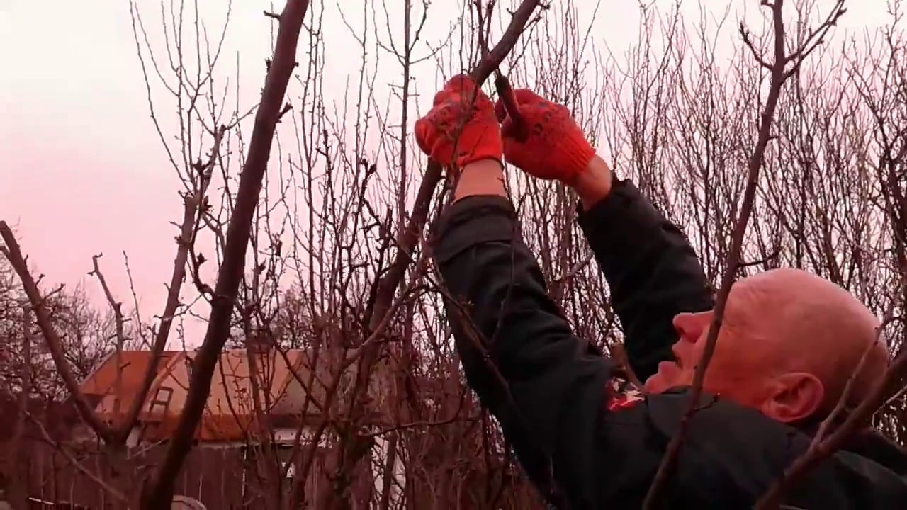 plum pruning