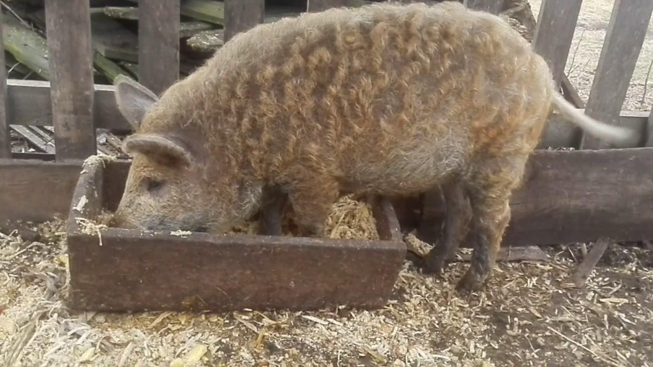 feeding piglets