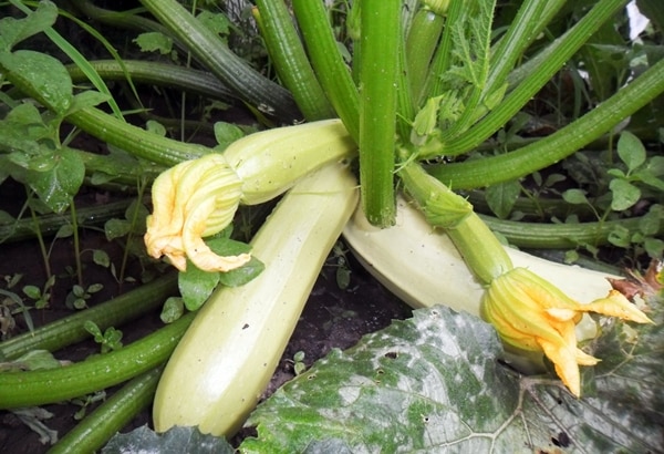 Calabaza Cavili en campo abierto.