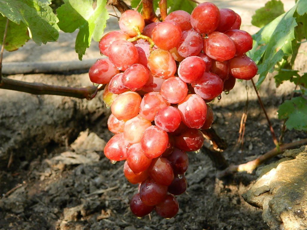 uvas de memoria del maestro