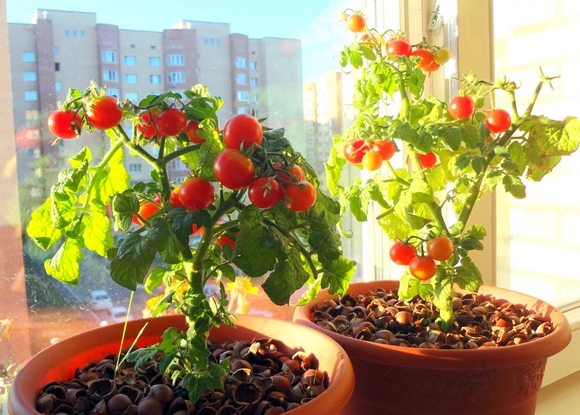 cherry rajčata na balkoně
