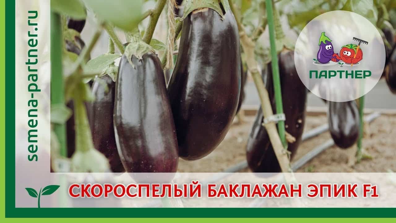 aubergine zaden 