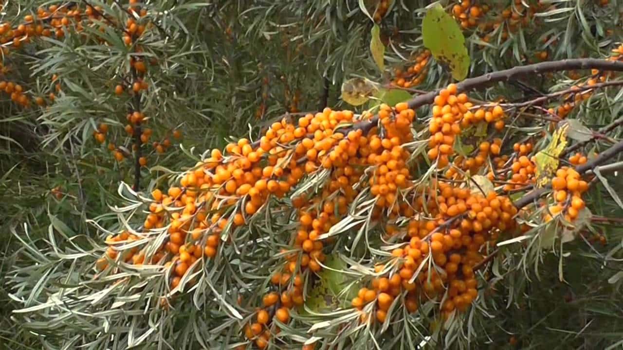 RIPED sea buckthorn