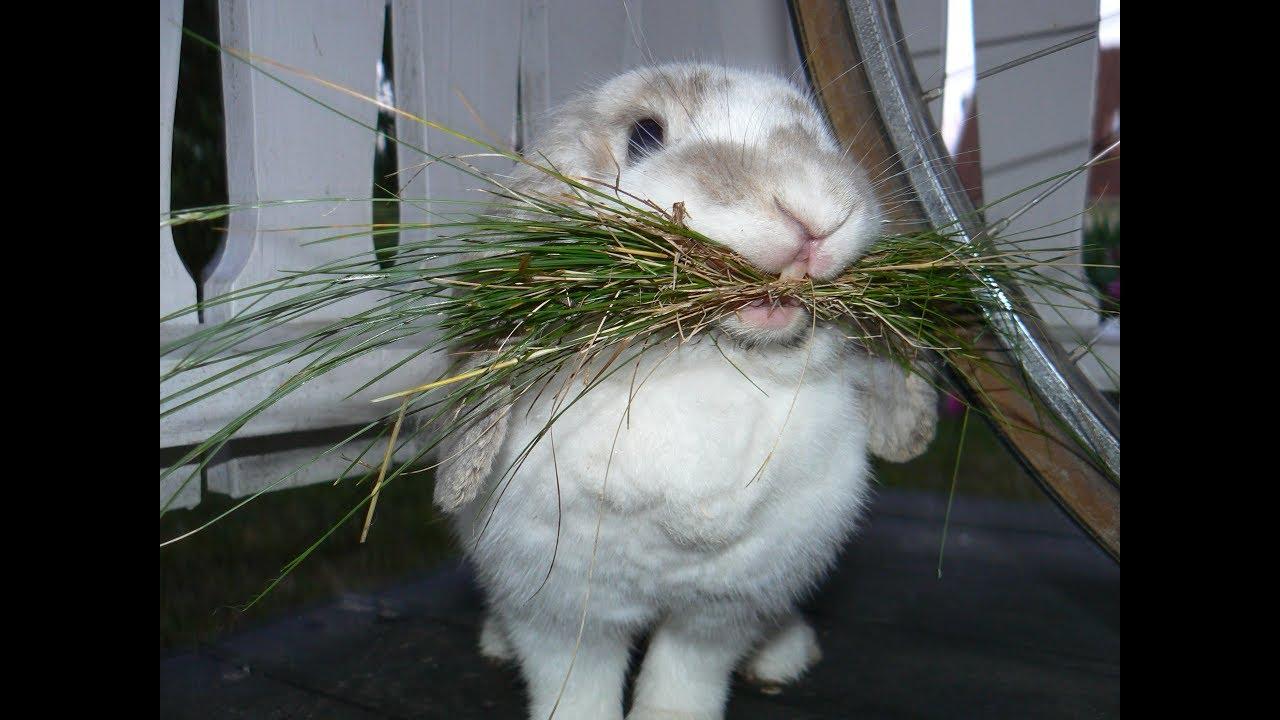 Kaninchen füttern