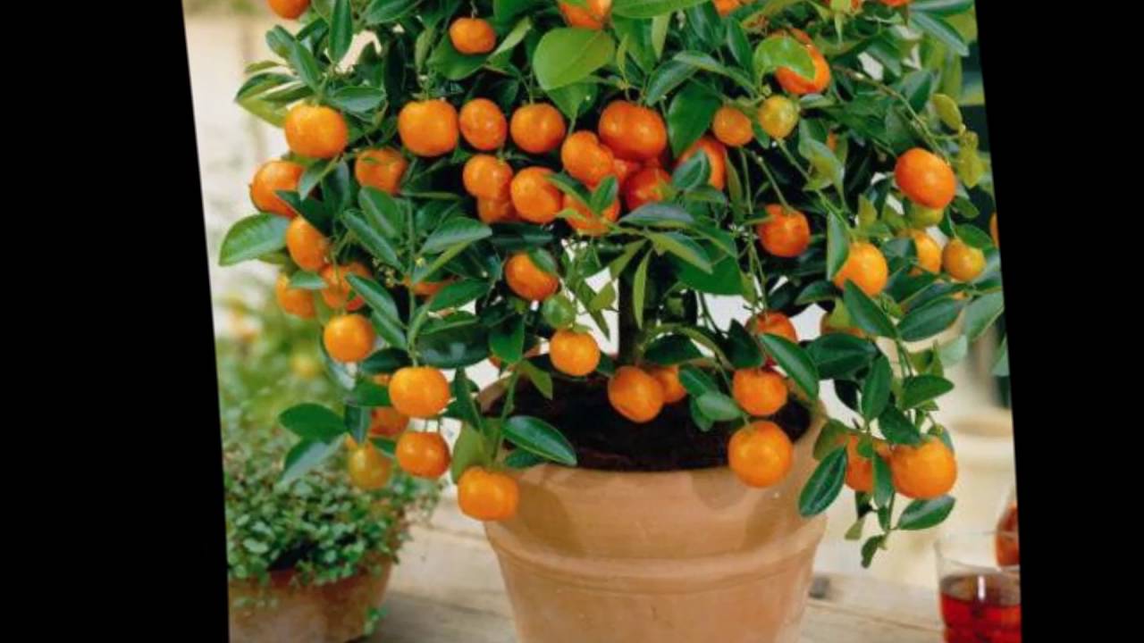 orange growing