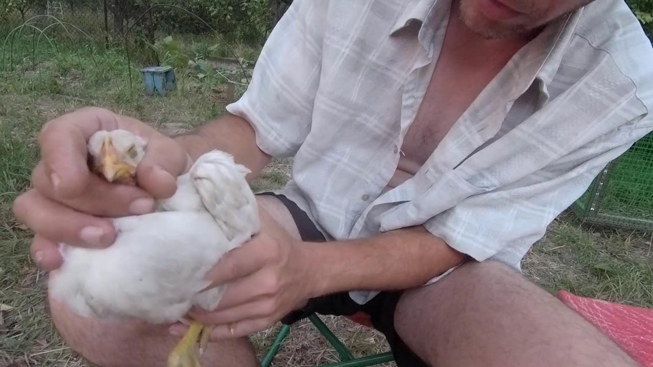 le poulet a un jabot obstrué