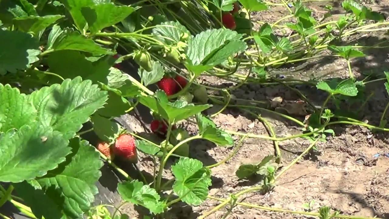 strawberry bush monterey