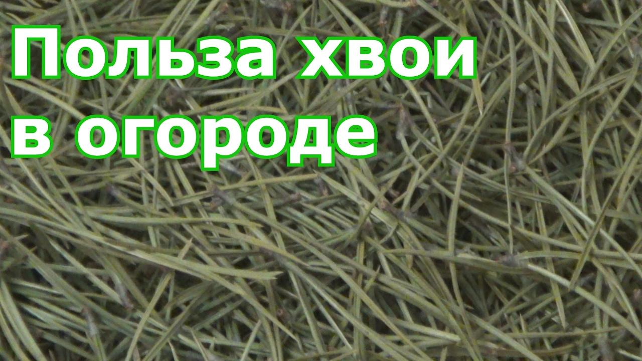 Уради сам малч од борових иглица