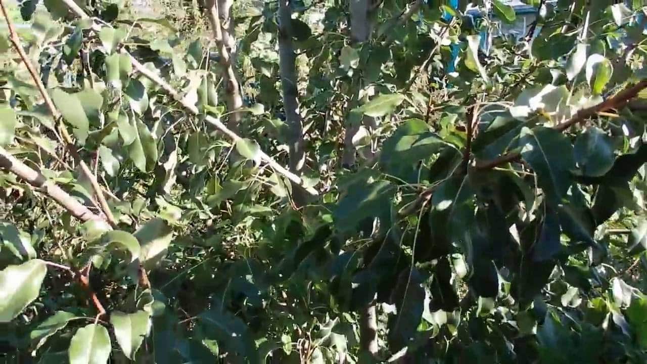 la poire ne porte pas de fruits