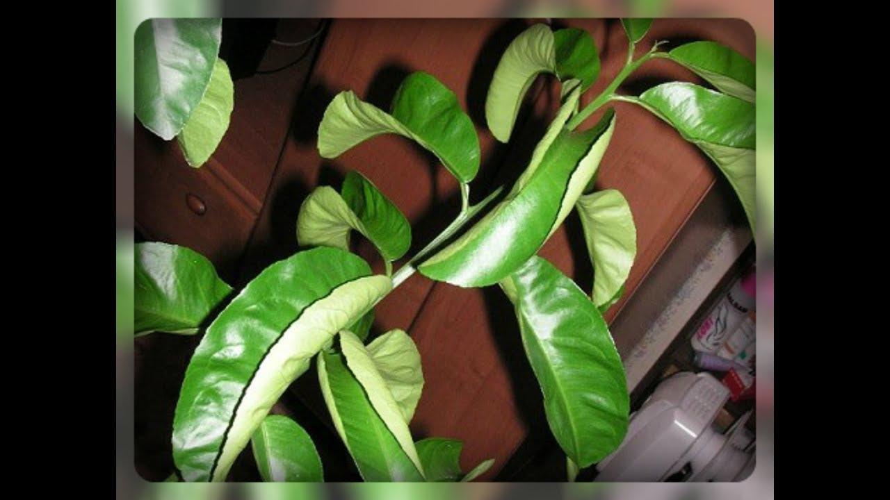 lemon leaves curl