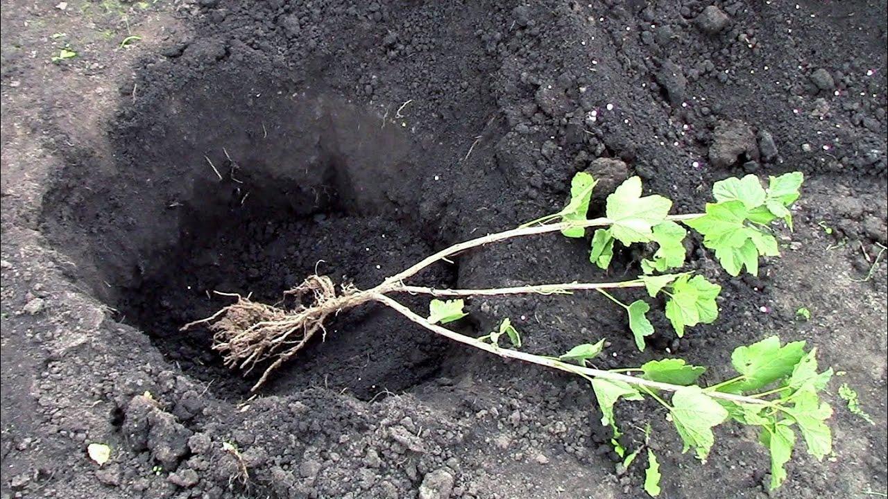 het planten van krenten