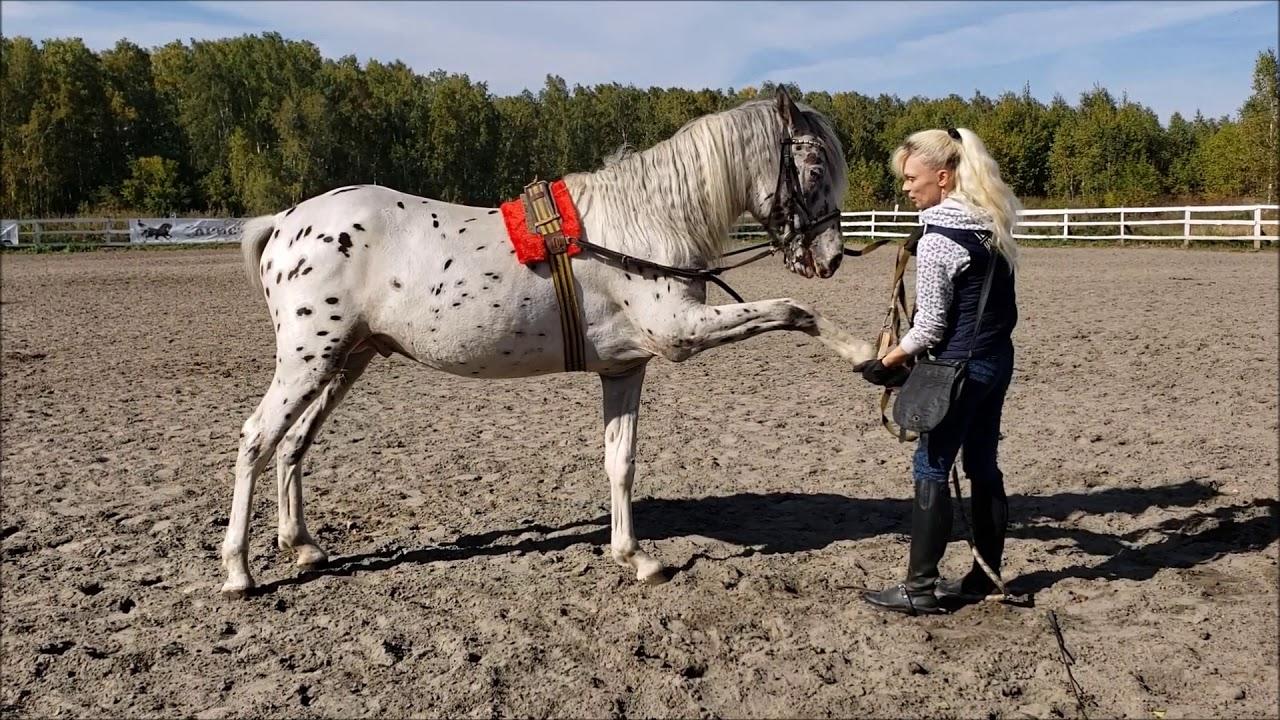 PAARDEN TRAINING