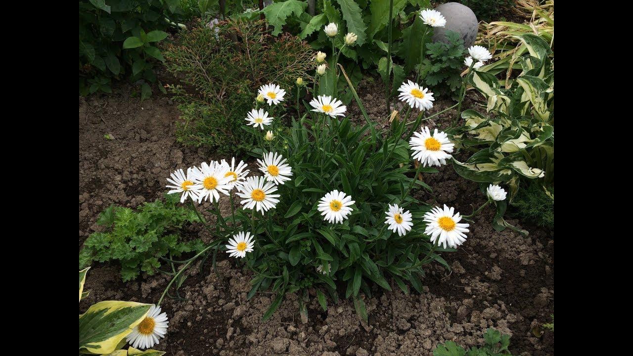 alpine aster