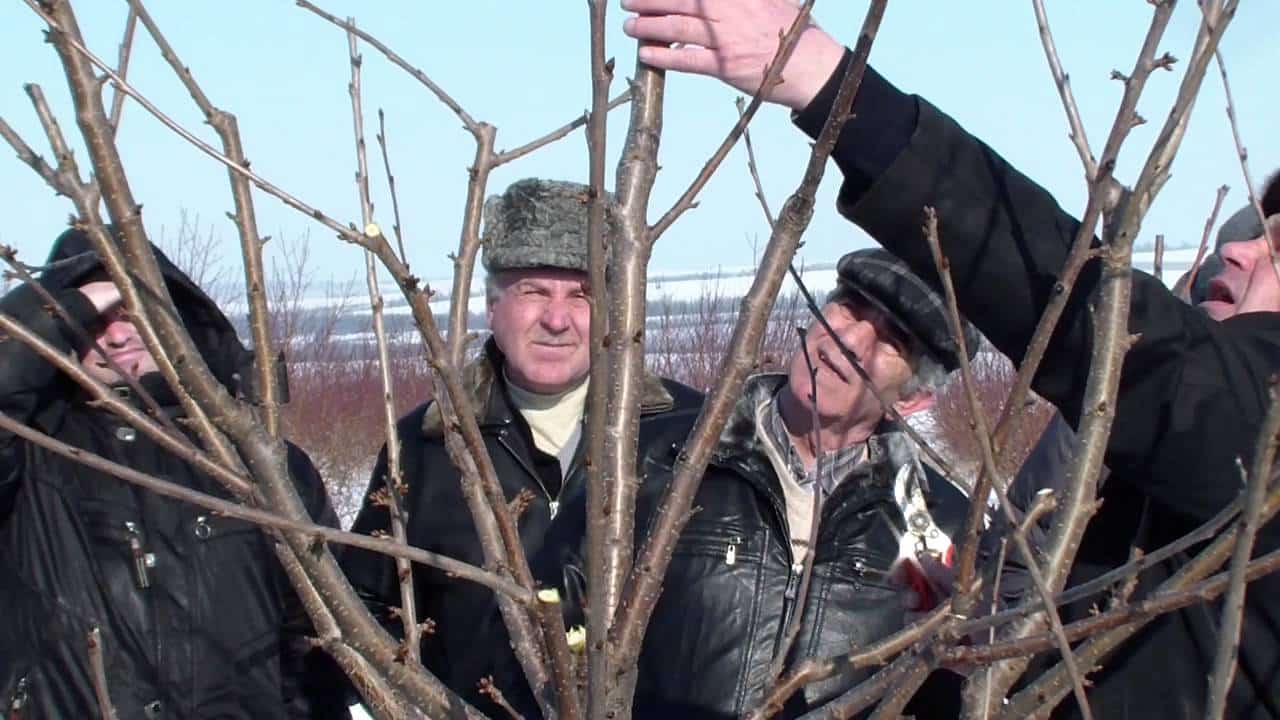 cherry pruning