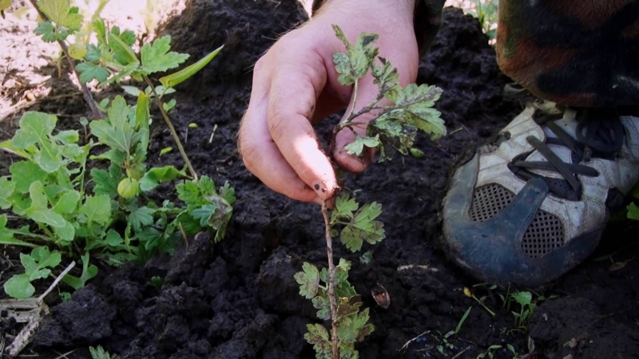 gooseberry propagation