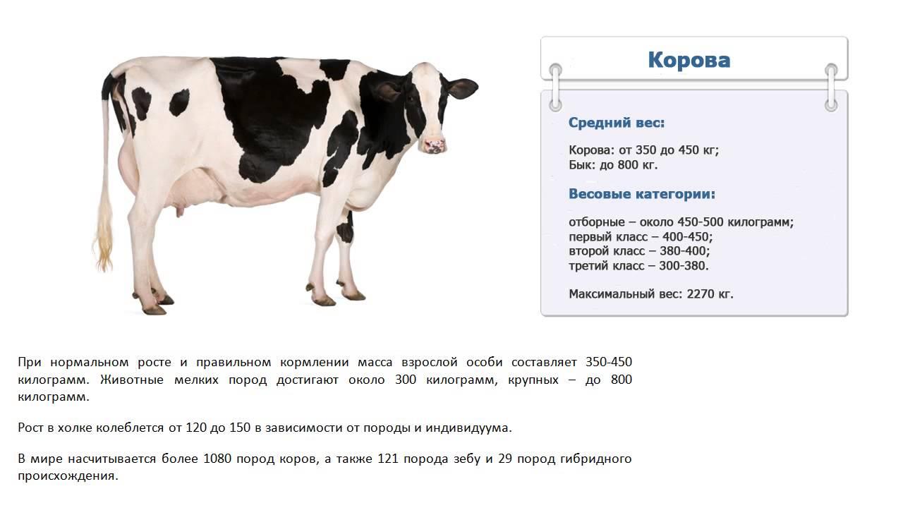 hmotnost krávy