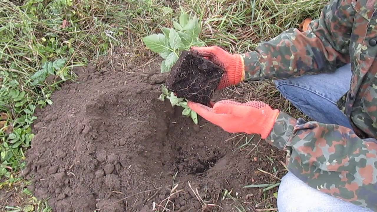 plantando un arbusto