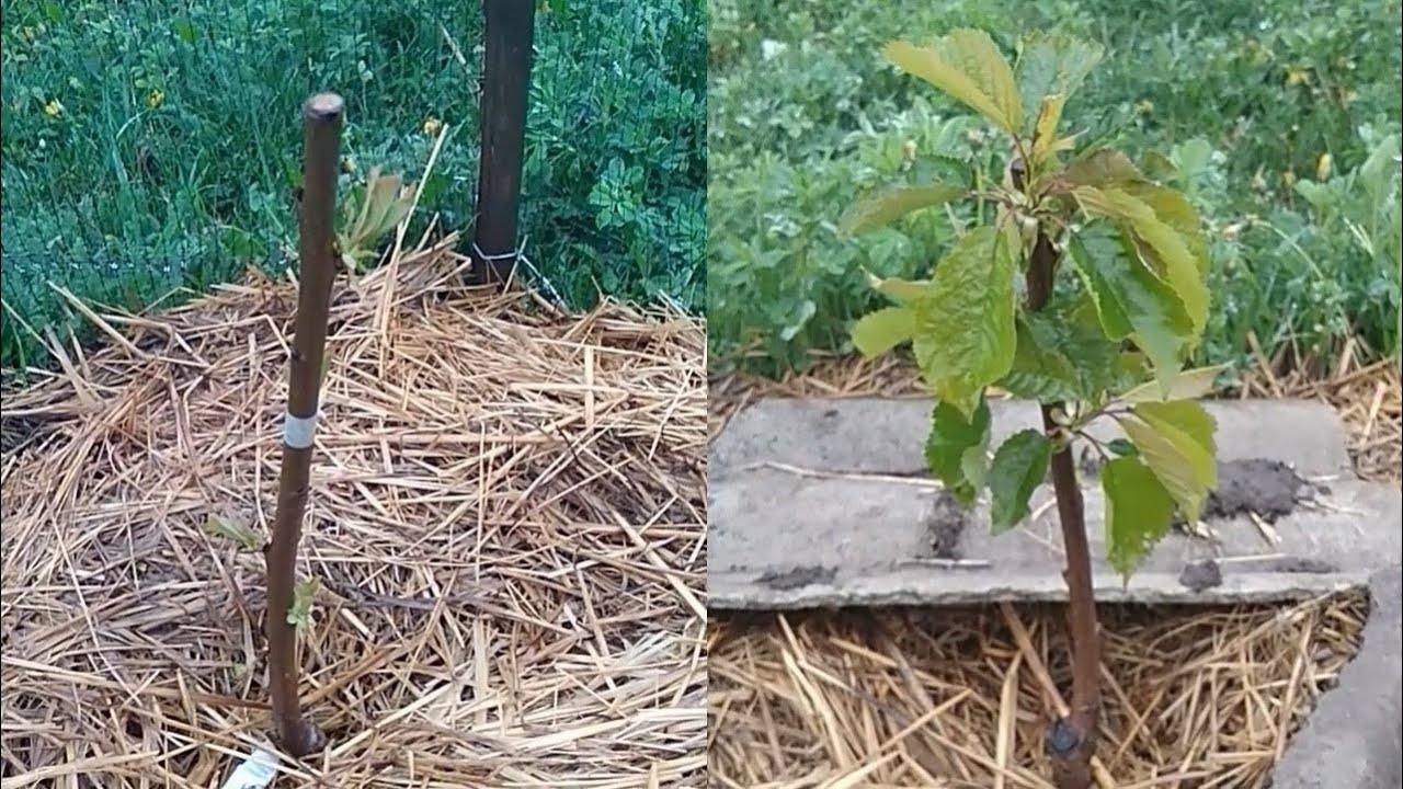 Beschreibung der im Sommer ansässigen Kirschsorte