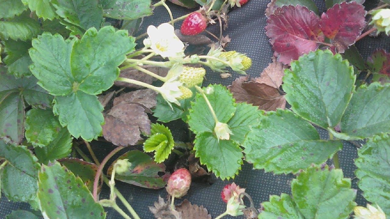 Erdbeeren trocknen