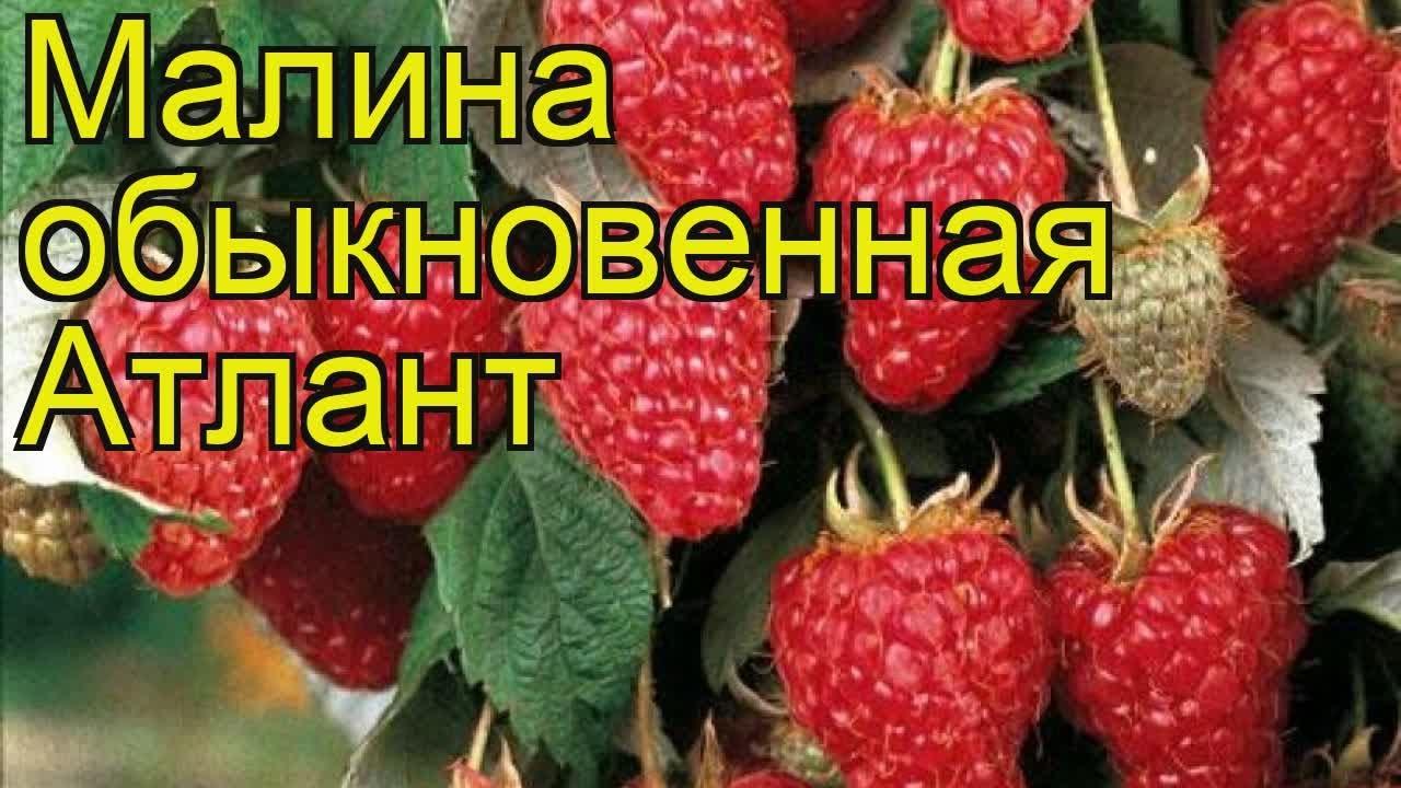 атлас малине