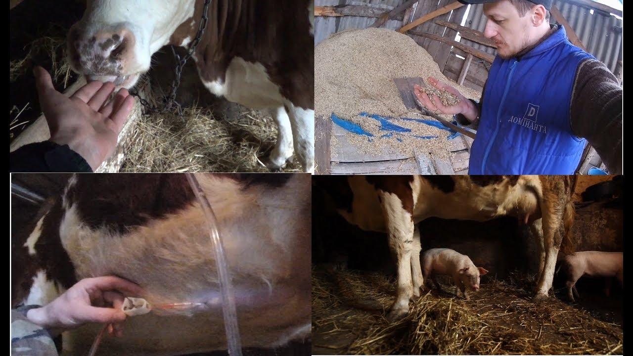 timpanol návod k použití pro zvířata krávy