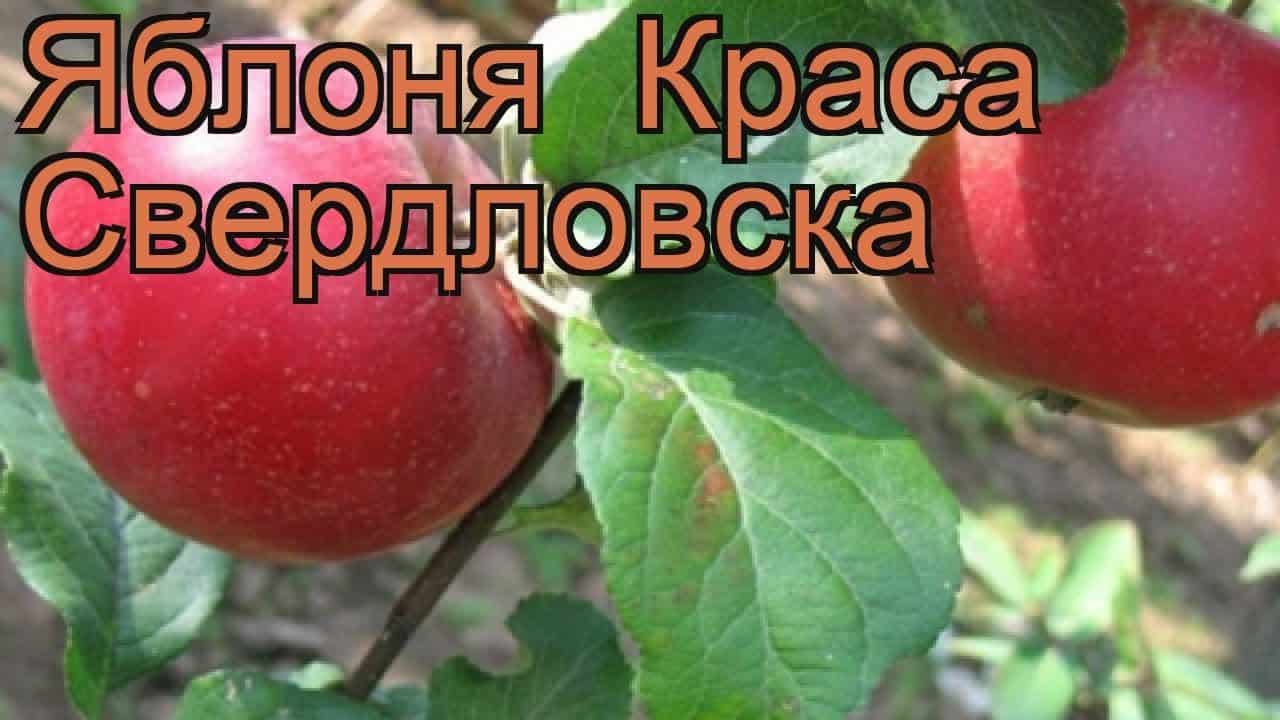 јабукова лепотица свердловска