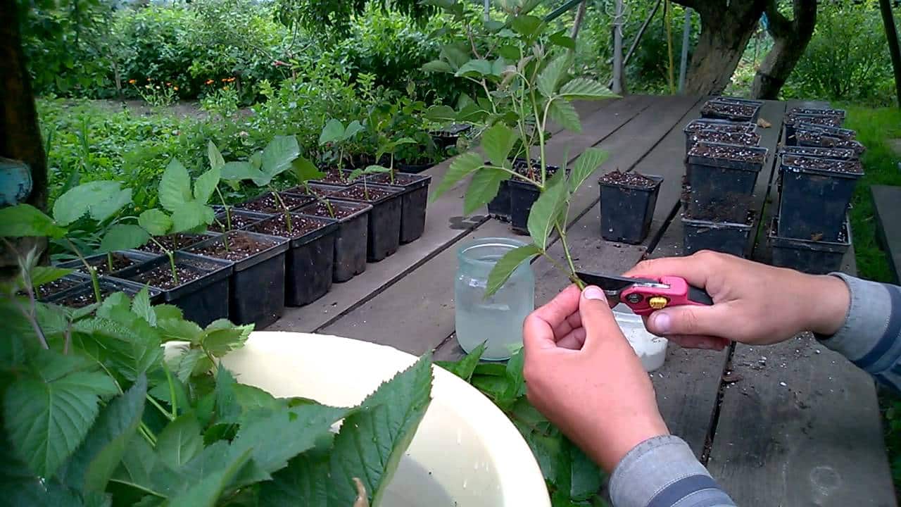 blackberry propagation