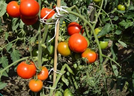 Tomatenanbau