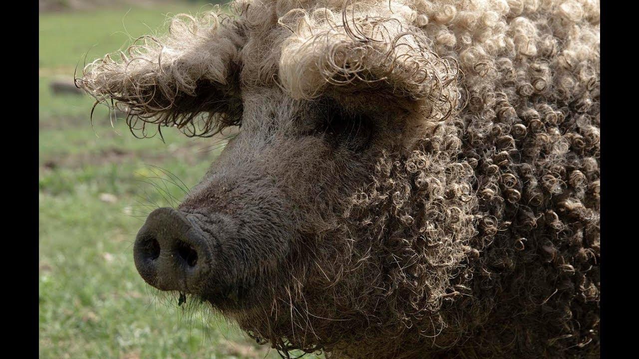 Hungarian mangalica