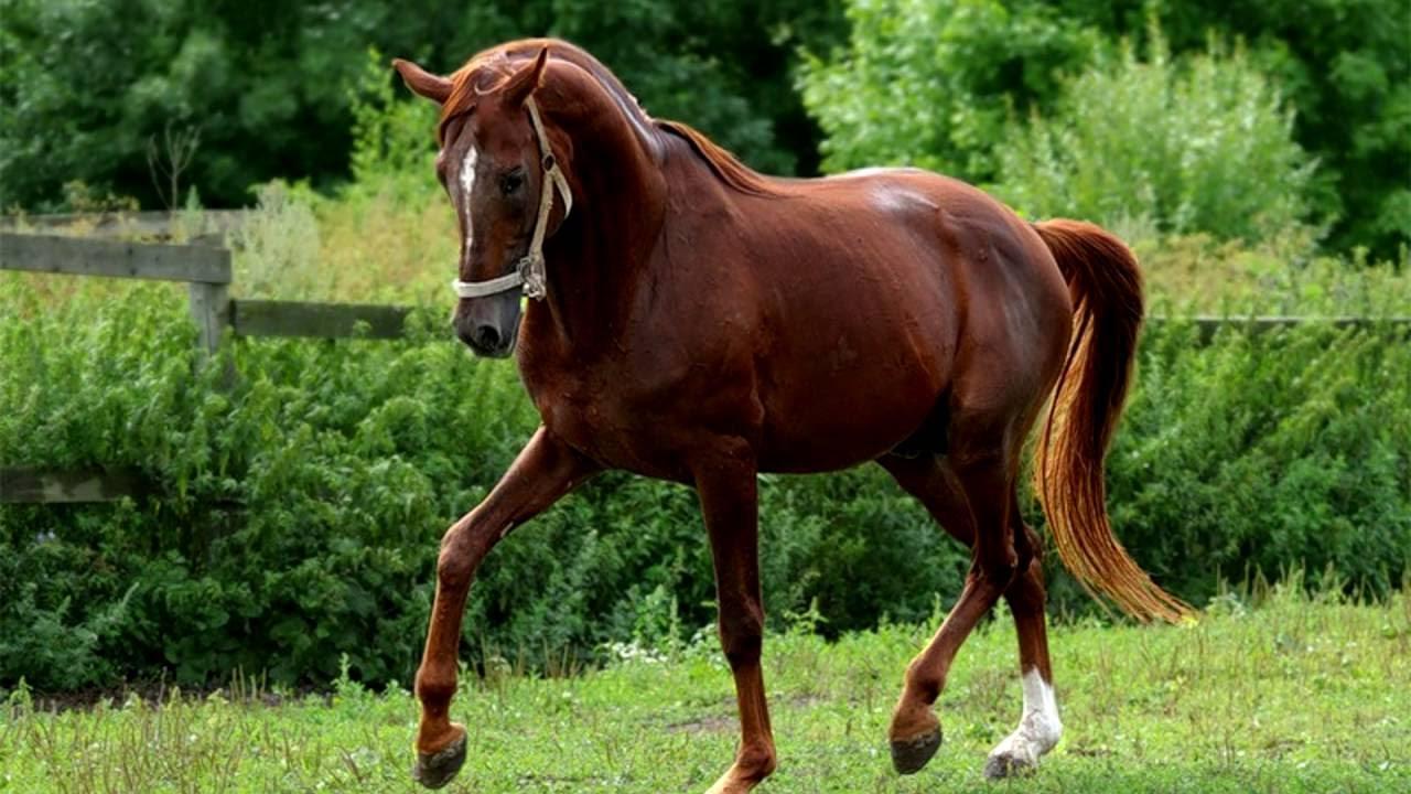 Trakehner rijpaard