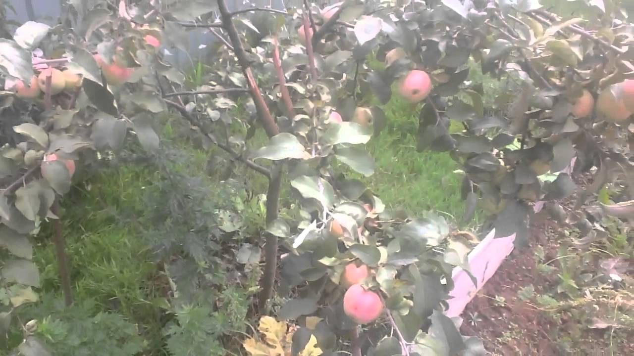 apple tree kandil orlovsky