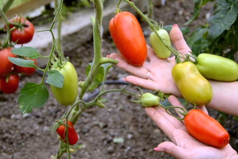 Hypil tomato bushes