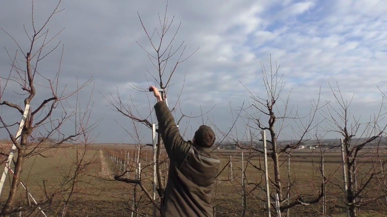 peach pruning