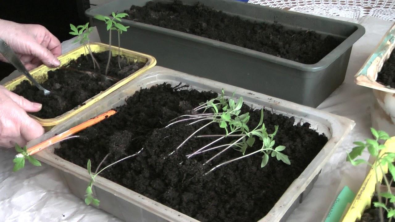 tomato seedlings