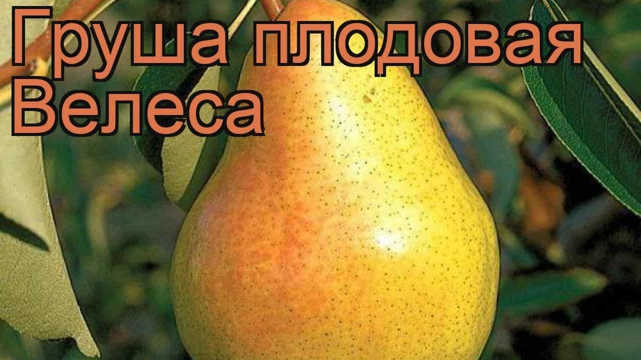 Veles pear