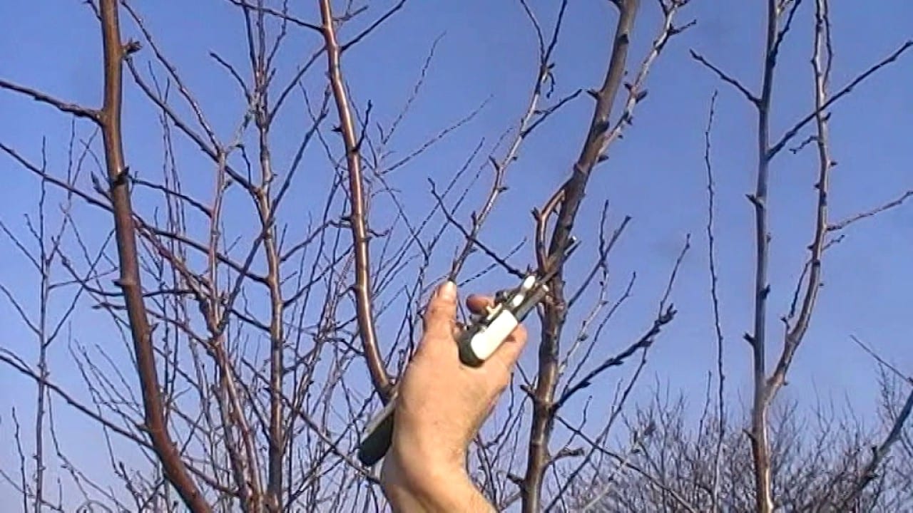 plum pruning