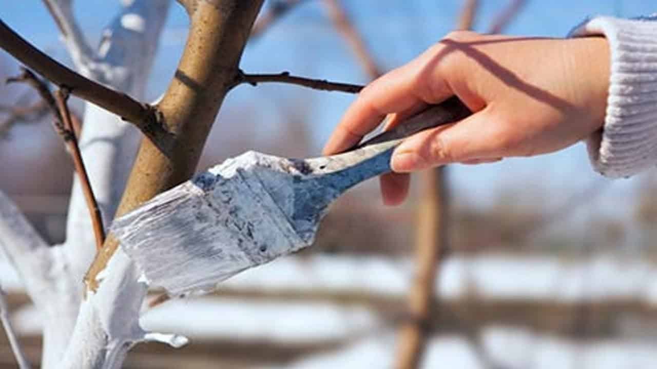 whitewashing pears