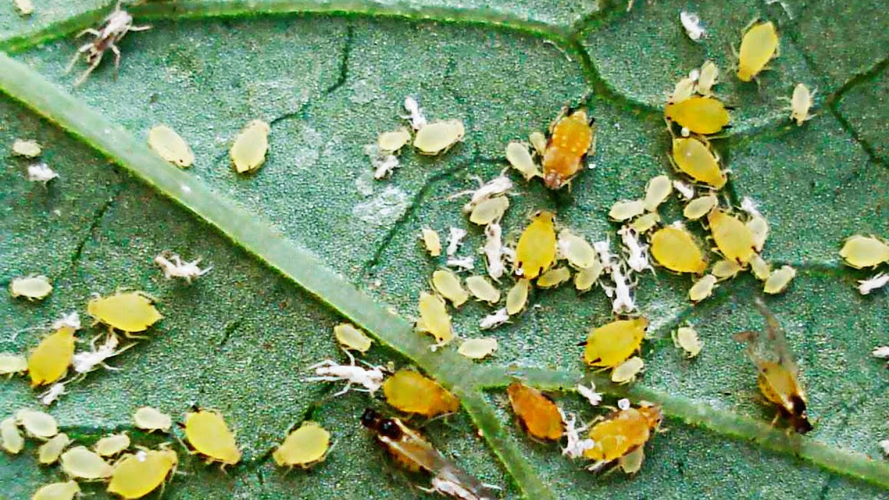 aphid on plum