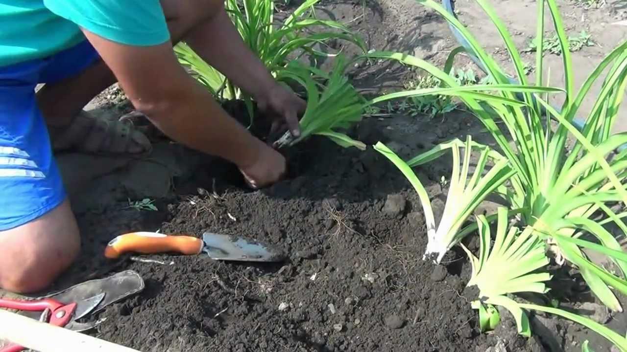 mga bulaklak ng daylily