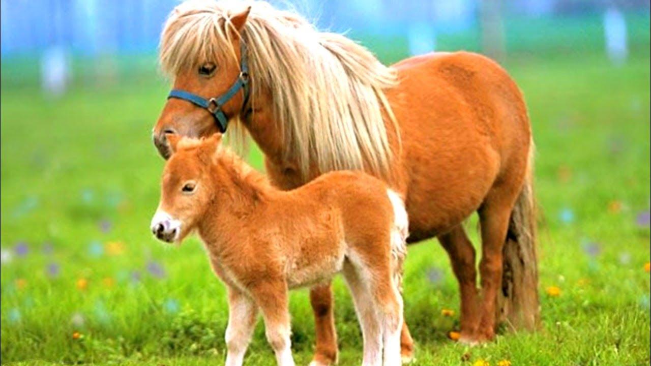 Pony koně