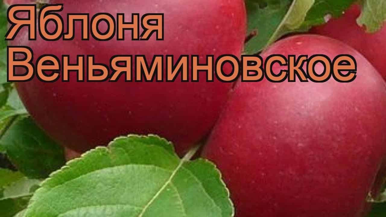 јабука Вењаминовское 